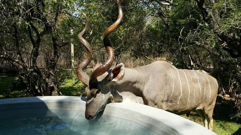 De Bruine Huis Marloth Park Luaran gambar