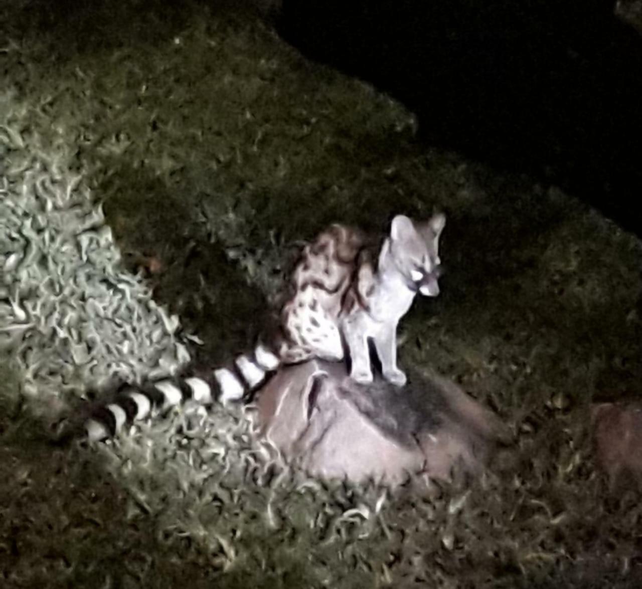 De Bruine Huis Marloth Park Luaran gambar