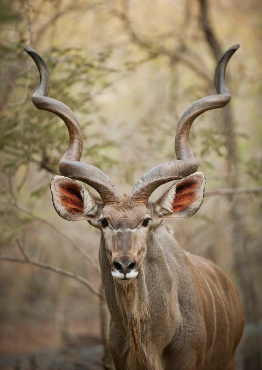 De Bruine Huis Marloth Park Luaran gambar